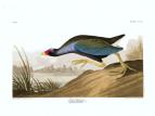 Purple Gallinule